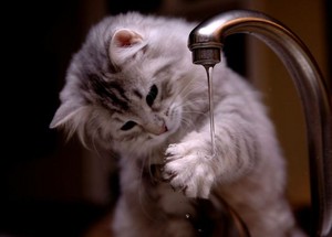  Cat Wanting A Drink Of Water