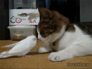  Cat and Bird