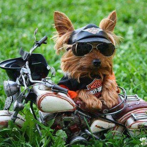  Dog bike funny