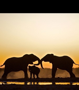  象, 大象 family