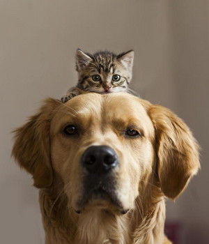  Kitten and Dog