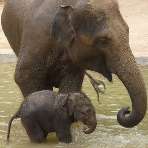  Mother and baby elephants