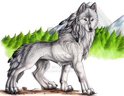  My seconde wolf picture :D