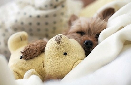 Puppies and their Stuffed Animals
