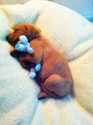  Puppies and their Stuffed Animals
