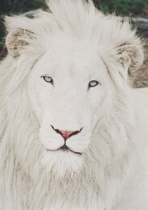  Rare Majestic White Lion