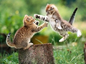  cute fight