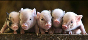  I know آپ love pigs ♥