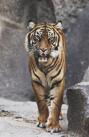 🐯 Tigers 🐾