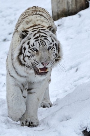  🐯 mga tigre 🐾