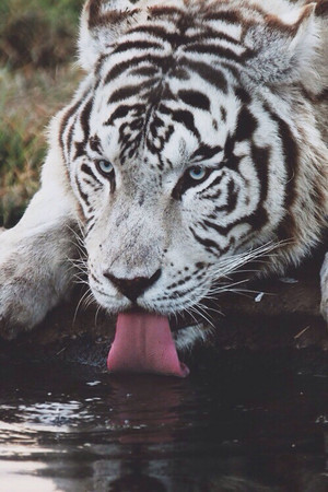  🐯 Tigers 🐾