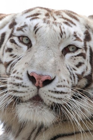  🐯 tigri 🐾