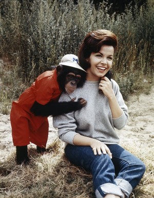  1965 डिज़्नी Film, "A Monkey's Uncle"