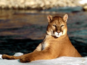 Beautiful Cougar