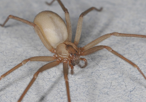 Brown Recluse 