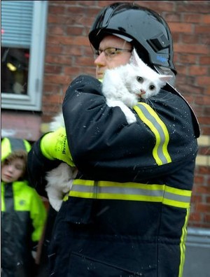  Cat And Its Rescuer