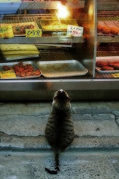  Cat Visiting A poisson Market