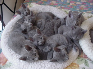  Cute Cuddly gatitos