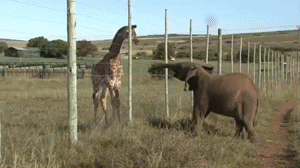  Giraffe and 象