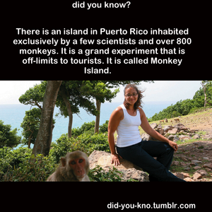  IRL Monkey Island