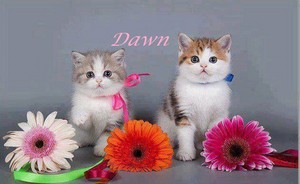  Kitties and 花