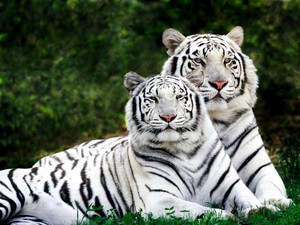  Majestic White बाघों