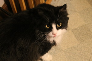  My cat, Sylvester