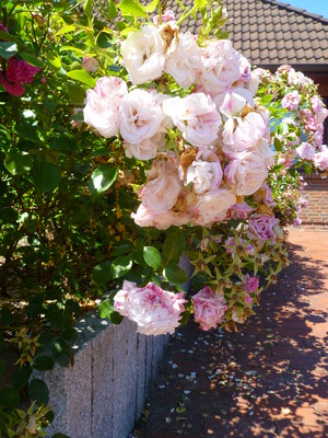  rose roses