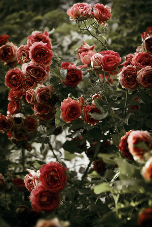  Roses