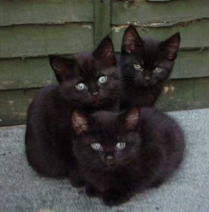  Three Cute chatons