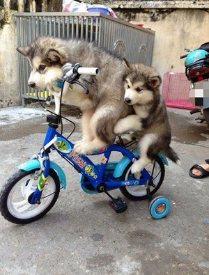 huskies learn to ride