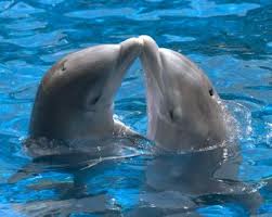 beijar dolphins(one of Mia's fave animals)