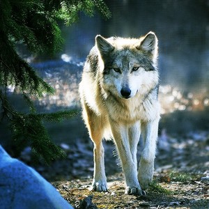  wolf