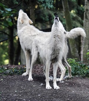 wolves             