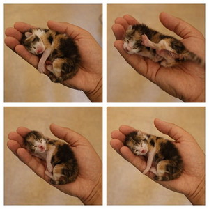  A tiny kitten in a hand
