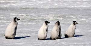 Baby Penguins Marching.
