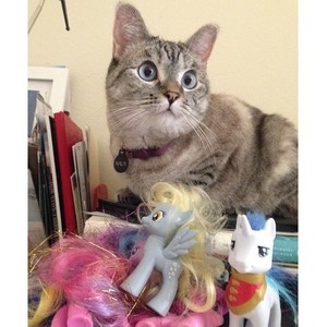  Cat and his gppony, pony Toys.