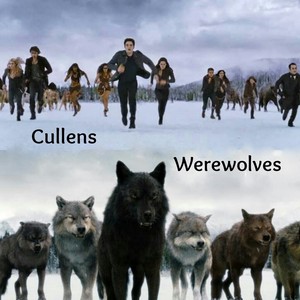  Cullens and Mbwa mwitu loups