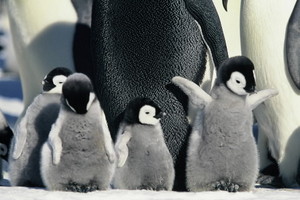 Cute Baby Penguins.