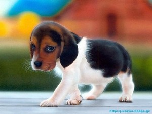  Cute щенок