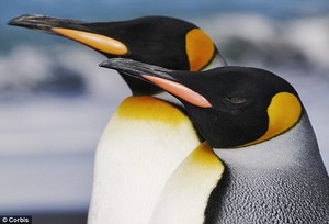  Emperor and King Penguin.