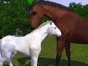 Friendly Horses