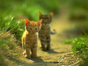  Kitties!!!!