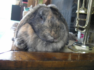  My bunny Coco