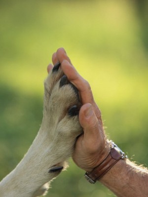  Paw and hand