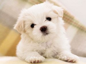 This is a cute dog