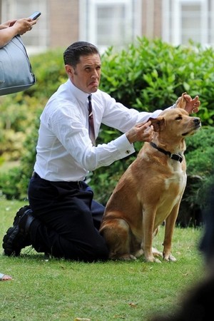  Tom Hardy on Set of Legend with His Dog 'Woodstock'(Woody)