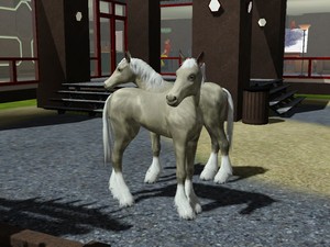 Twin Foals