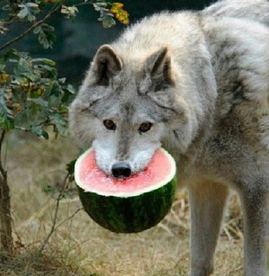  wassermelone wolf