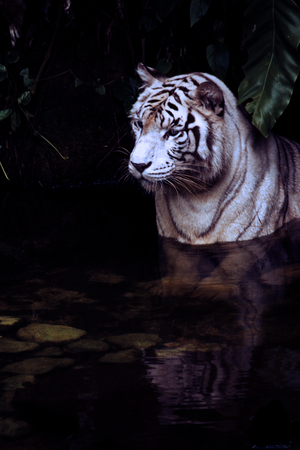  White Tiger
